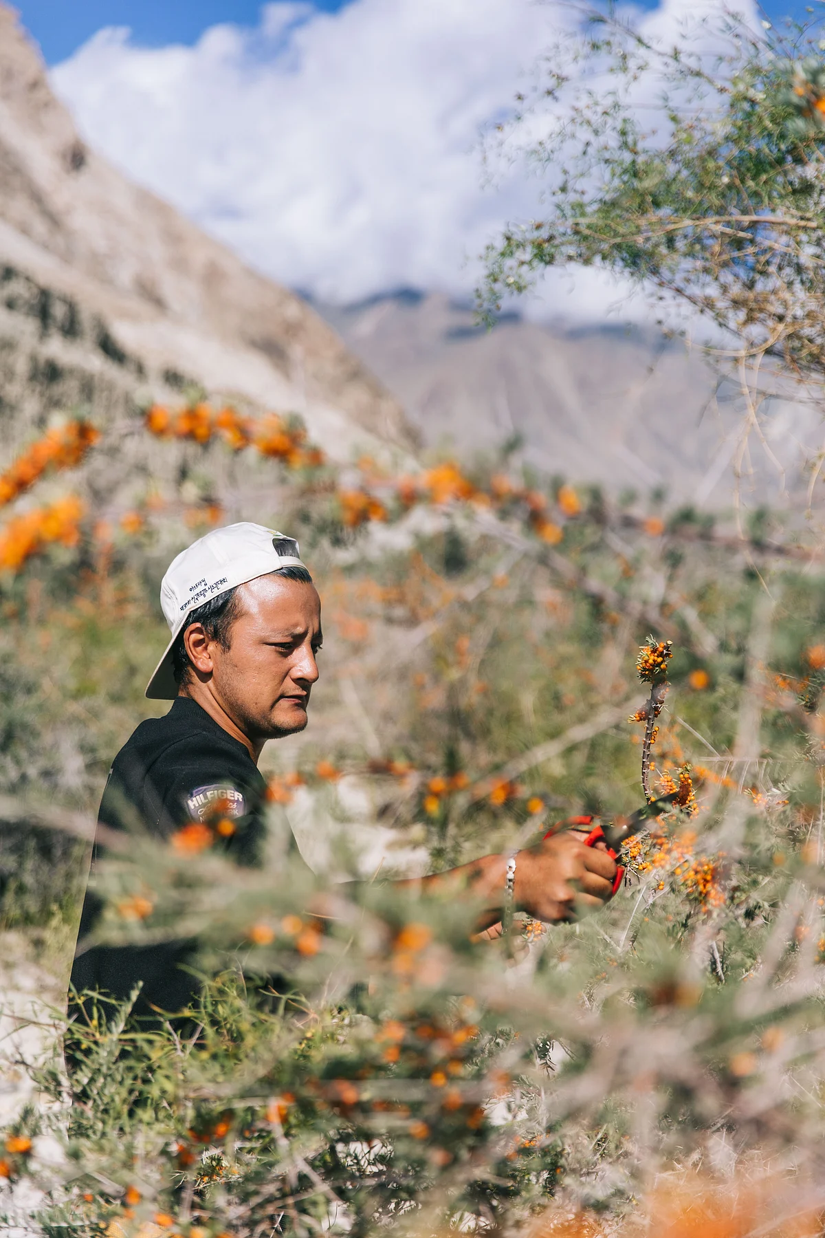 The best way to collect the berries remains labour intensive, you have to beat the bush and collect the berries that drop because the branches are needle-sharp. (Image courtesy: Athul Prasad/Masque) 