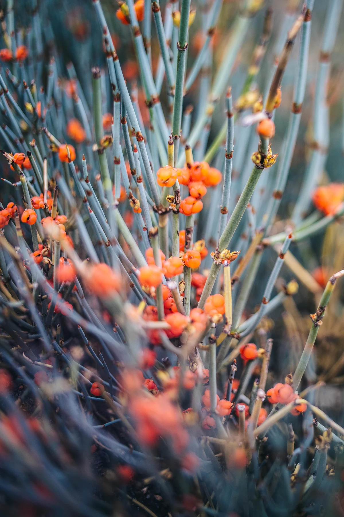 Cloudberries are locally known as ‘sifat’ and it’s usually burned for warmth. Incidentally, ‘sifar’ in Urdu also translates to ‘zero’. (Image courtesy: Athul Prasad/Masque) 