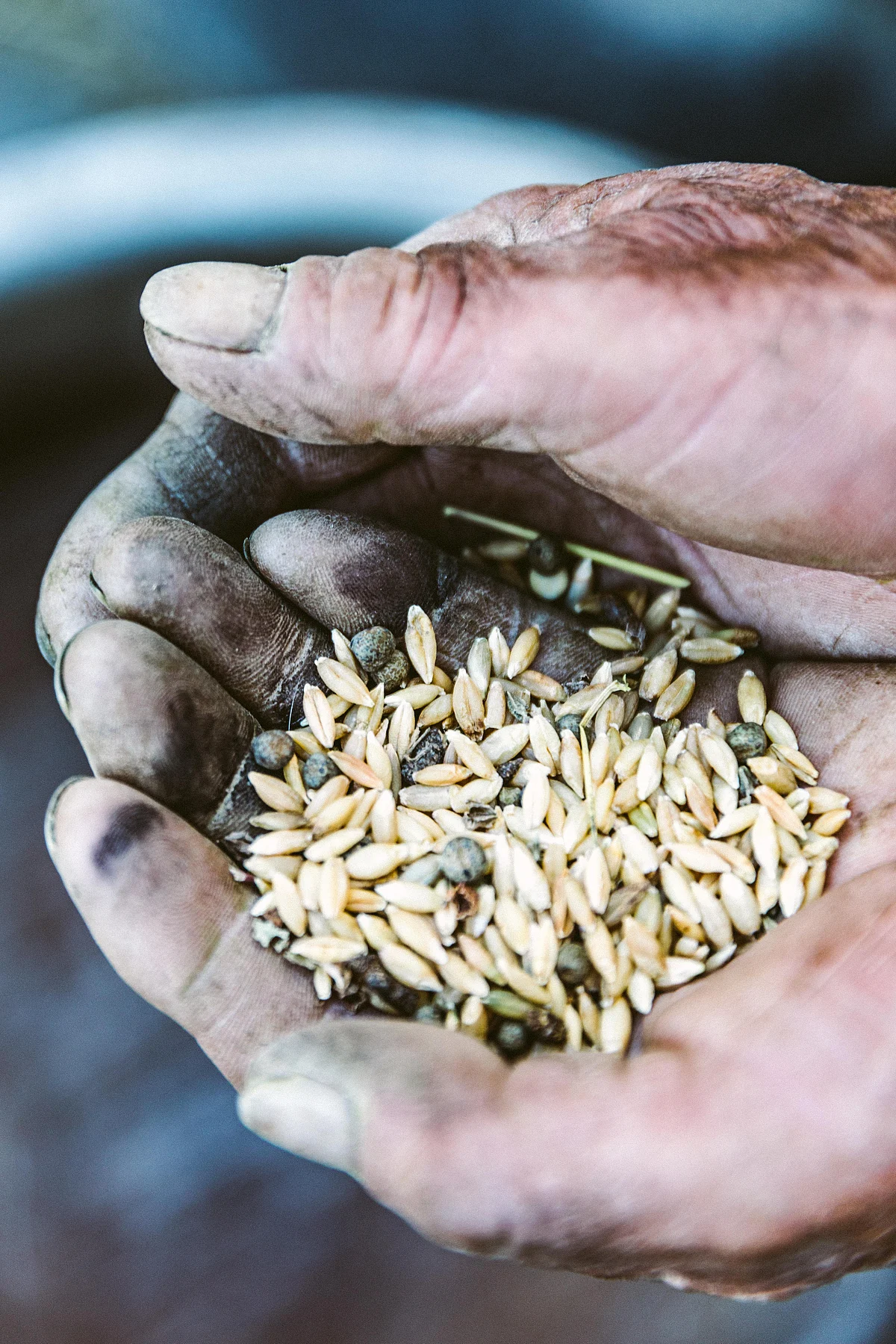 Barley used to make Chhaang. (Image courtesy: Athul Prasad/Masque) 