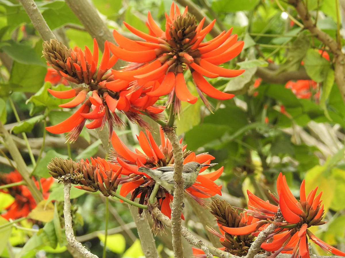 A female Purple Sunbird on Coral or Tiger Claw Tree flowers along the Delhi-Agra Highway. (Photographer: Neha Sinha)