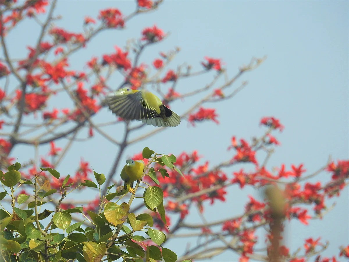 A yellow-footed green pigeon flies past a red semal, a once-in-a-year sight. (Photograph: Neha Sinha) 