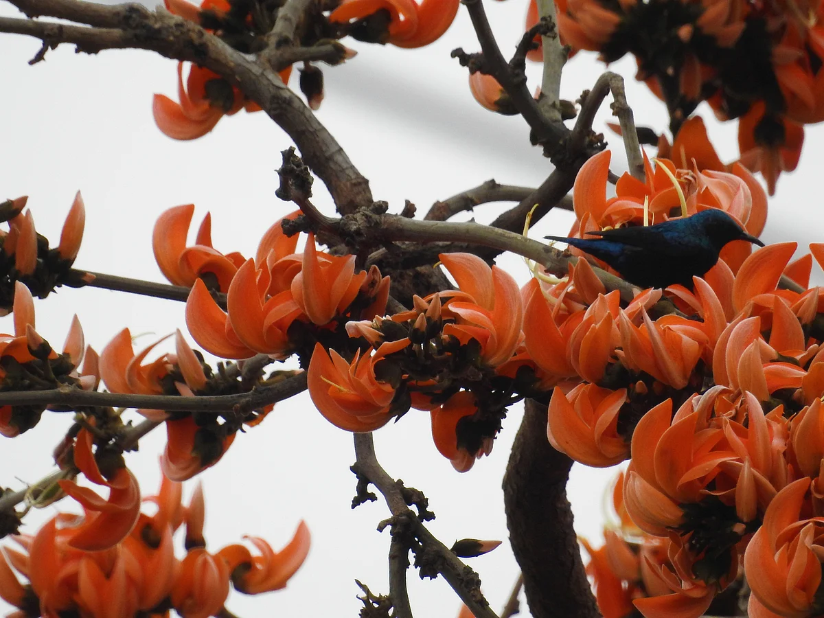 Purple Sunbird on Palash. (Photograph: Neha Sinha)
