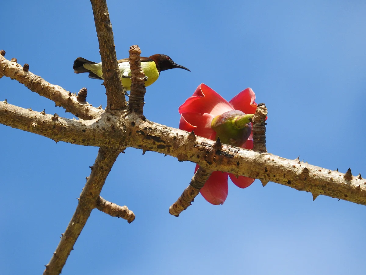 A Purple-rumped sunbird, found in Mumbai, drinks nectar from Semal. (Photograph: Neha Sinha)