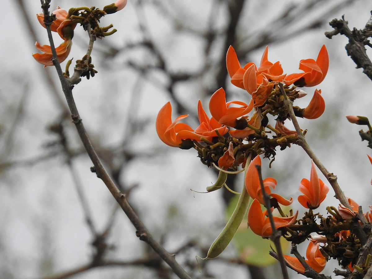 The Flame of the forest, the Palash - flaming in Delhi. (Photograph: Neha Sinha)