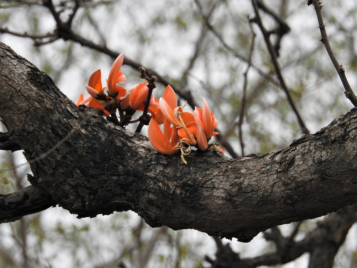 Palash blossoms on a trunk. (Photographer: Neha Sinha)