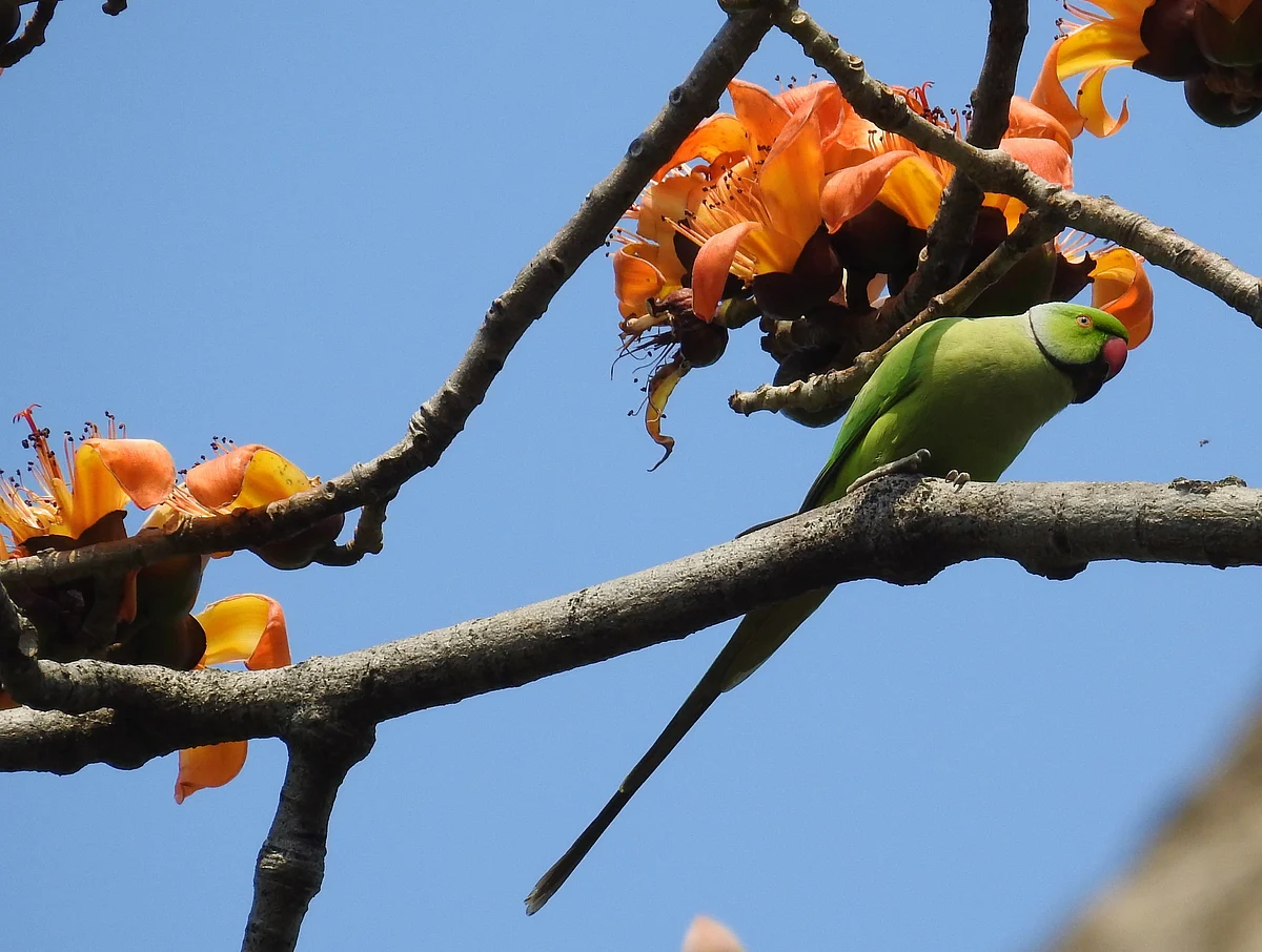 A Rose-ringed parakeet perches next to an orange blossom. (Photographer: Neha Sinha)