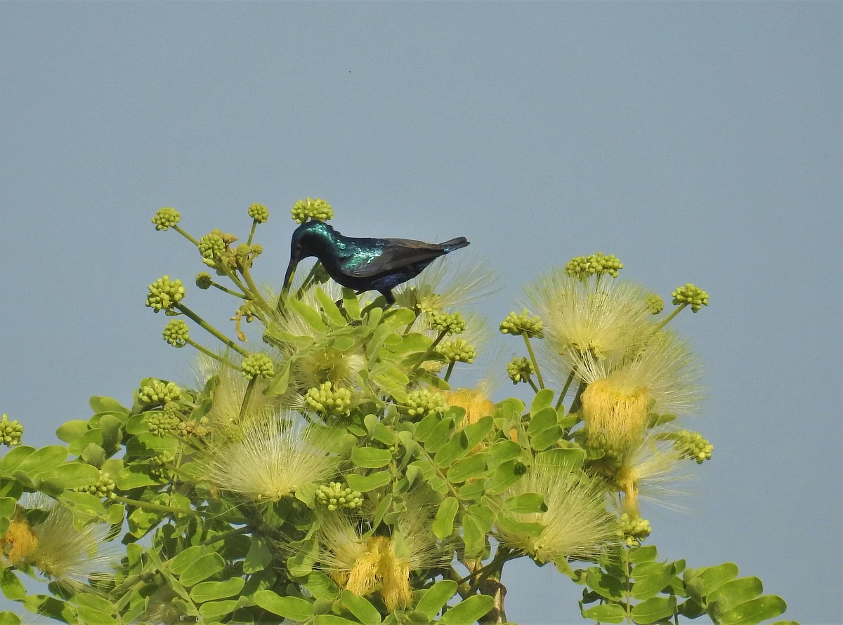 Balcony Birding: A Purple Sunbird on a Siris tree, which flowers in early summer. (Photograph: Neha Sinha)