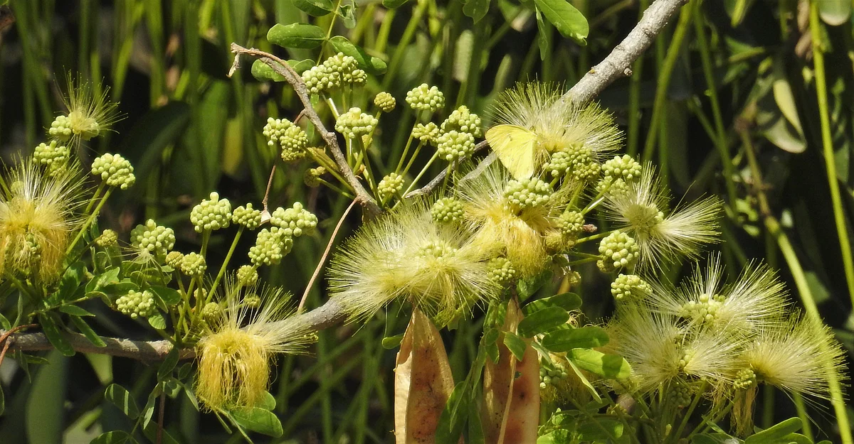 A butterfly feeds on Siris flowers. (Photograph: Neha Sinha)