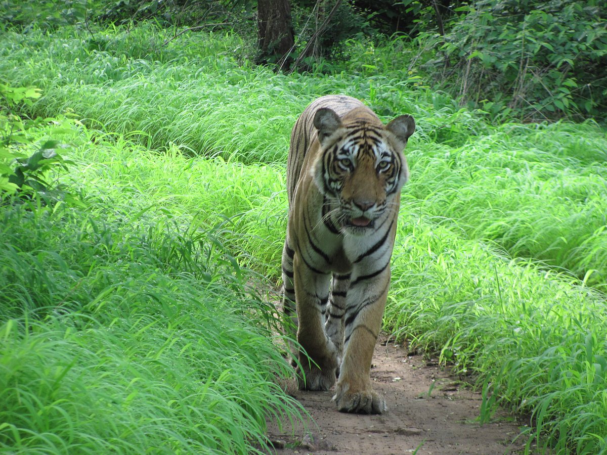 A tigress at the Ranthambore National Park, Rajasthan. (Photographer: Neha Sinha)