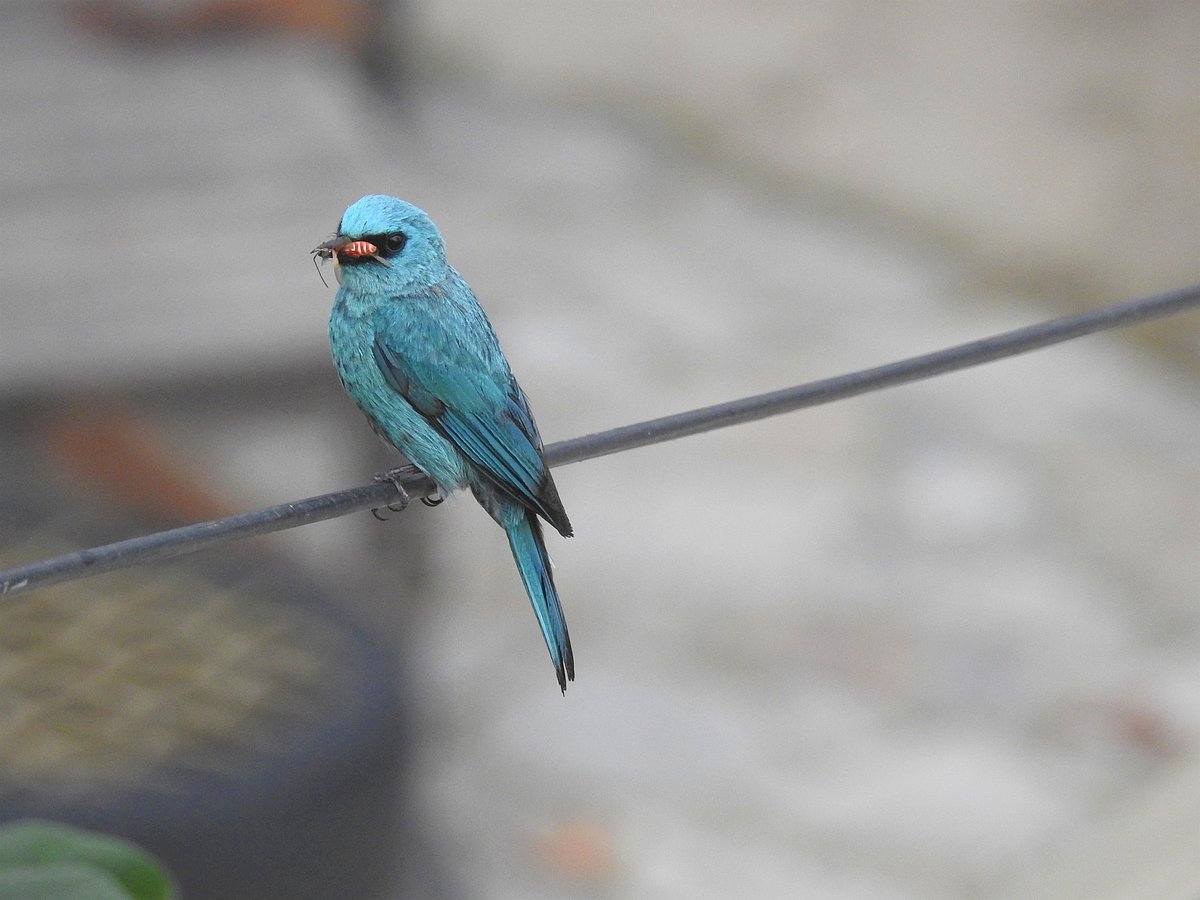 The Verditer Flycatcher is one of the striking birds found in the Himalayas. (Photographer: Neha Sinha)