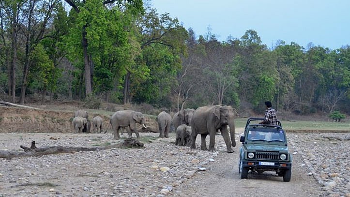Elephants spotted by tourists on a wildlife safari inside Rajaji National Park. (Photo: Uttarakhand Tourism Development Board website)