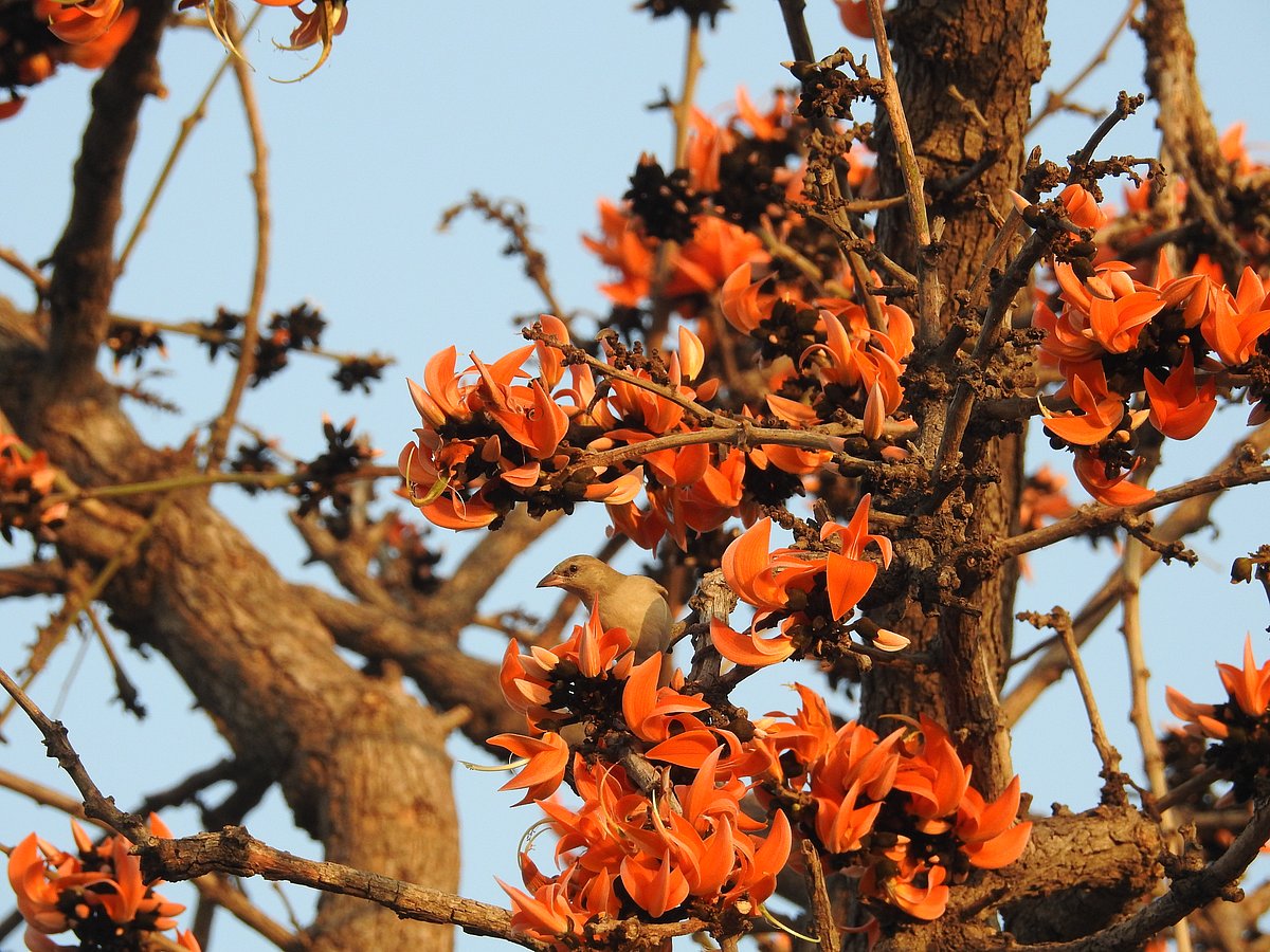 A Yellow-throated sparrow sips nectar from Palash flowers. (Photographer: Neha Sinha)
