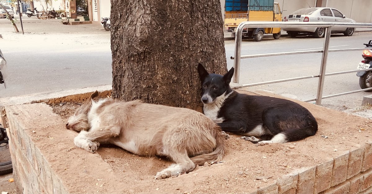Dogs rest in the shade under a tree. (Photograph courtesy: Mia Bhat)
