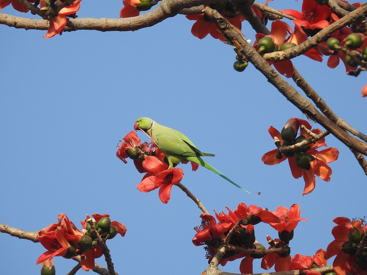 A Rose-Ringed Parakeet feeds on a Semal in the iconic Humayun’s Tomb Complex in Delhi. (Photographer: Neha Sinha)