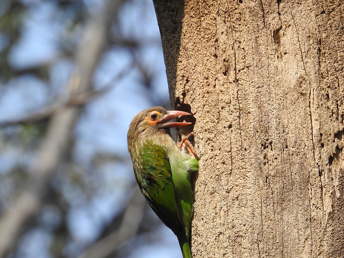 A Brown-Headed Barbet excavates a nesting hole in a dead tree. (Photographer: Neha Sinha)