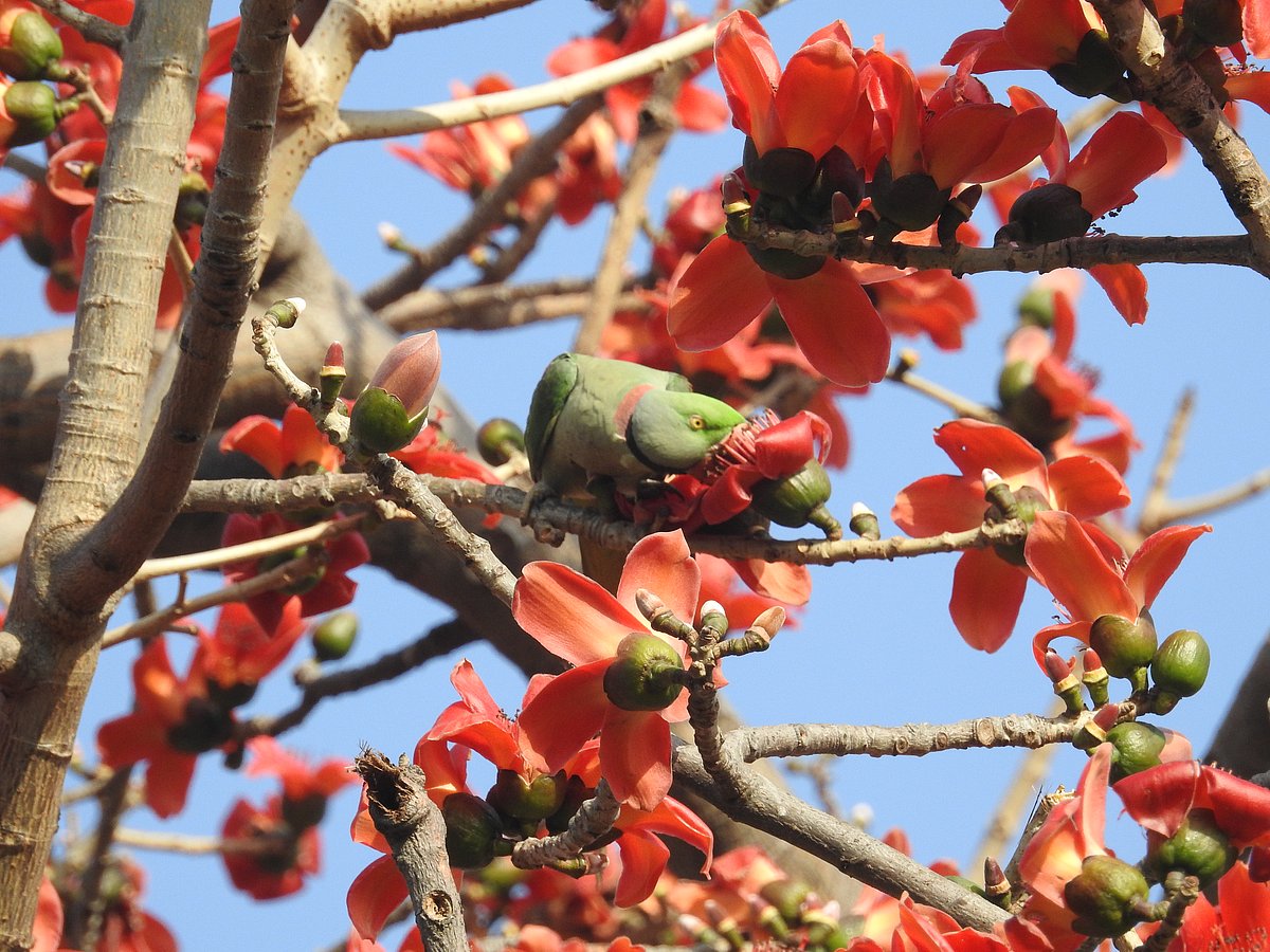 An Alexandrine Parakeet eats a semal flower. (Photographer: Neha Sinha)