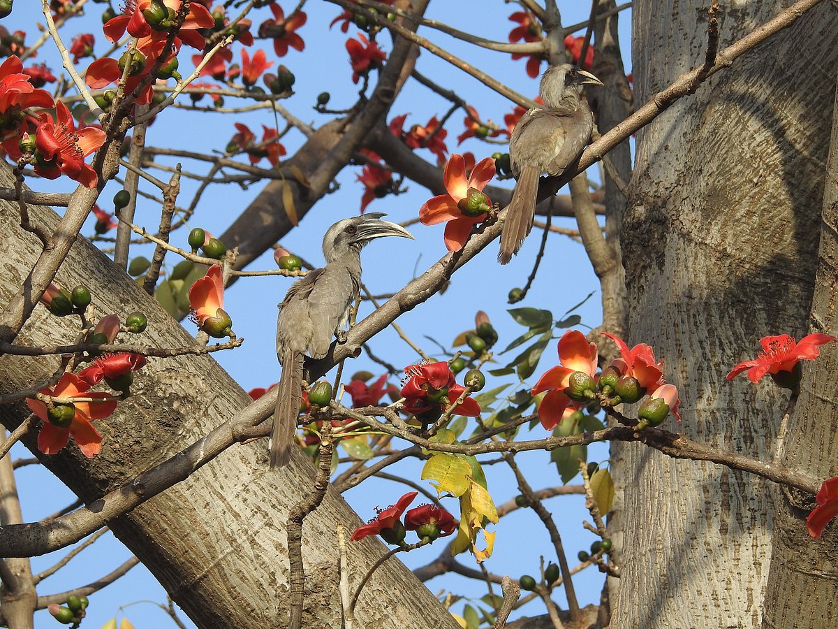 A pair of Grey Hornbills look on as a nesting hole they favoured is occupied by parakeets. (Photographer: Neha Sinha)