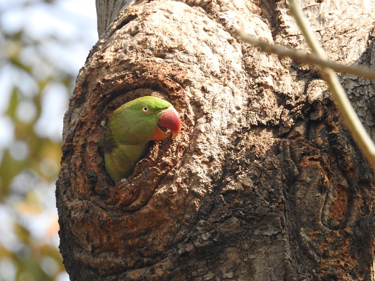 A female Rose-Ringed Parakeet defends her nest-hole from Common Mynas. (Photographer: Neha Sinha)