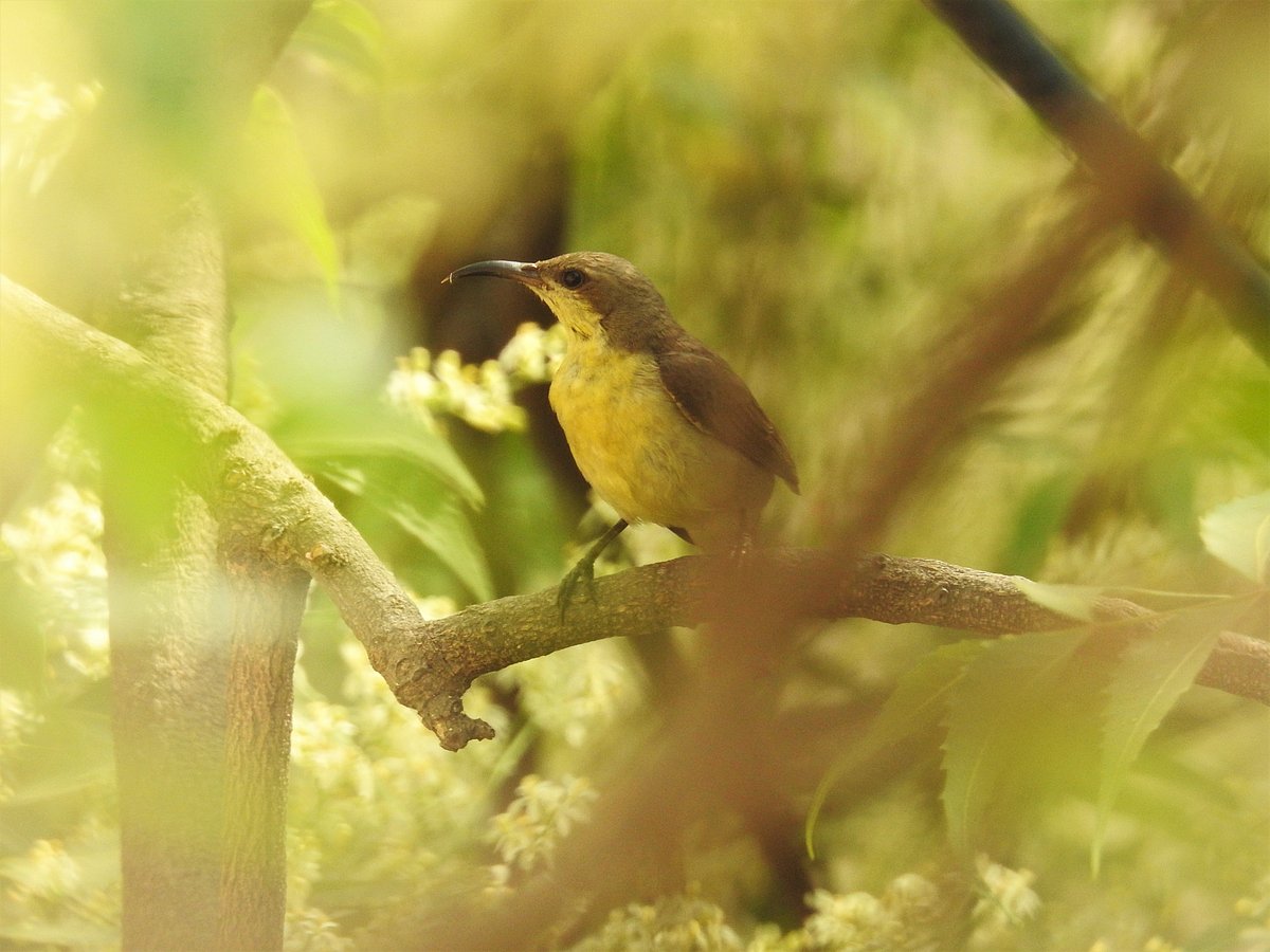 A female sunbird framed by white Neem flowers. (Photographer: Neha Sinha)