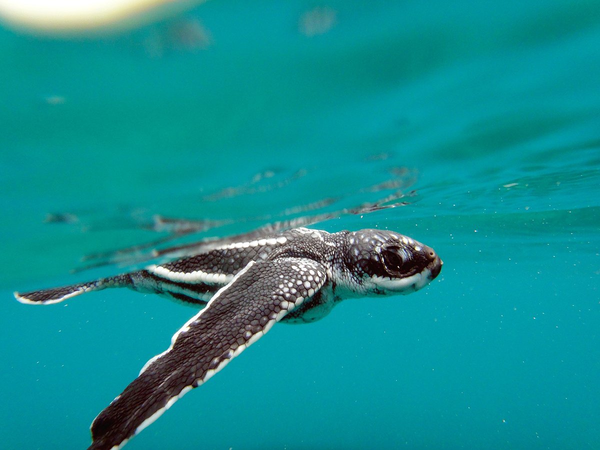 <div class="paragraphs"><p>Leatherback Turtle hatchling.&nbsp;(Photograph: Adhith Swaminathan, Via Neha Sinha)</p></div>