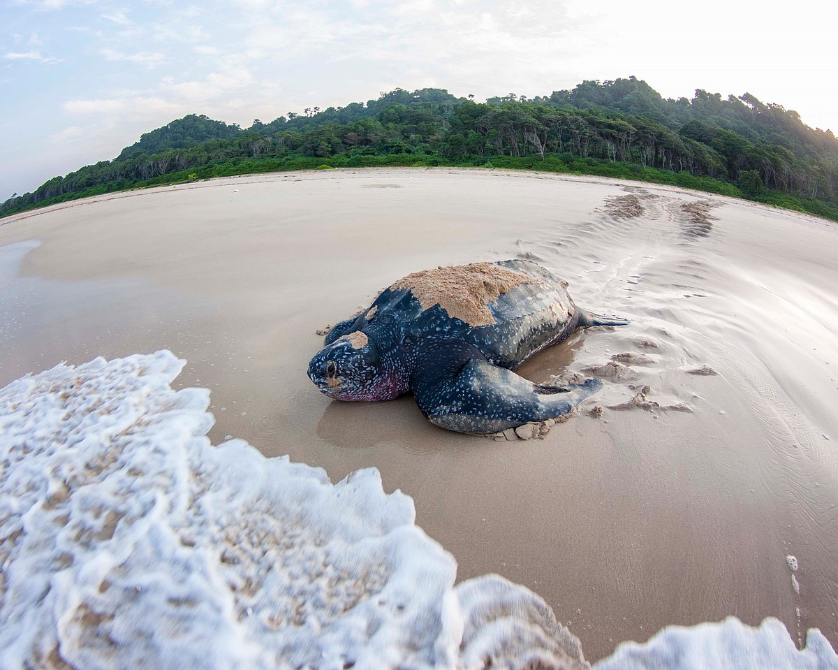 <div class="paragraphs"><p>Adult Leatherback Turtle.&nbsp;These are the biggest turtles on earth, and&nbsp;can weigh above 500 kilograms.(Photograph: Adhith Swaminathan, Via Neha Sinha)&nbsp;</p></div>