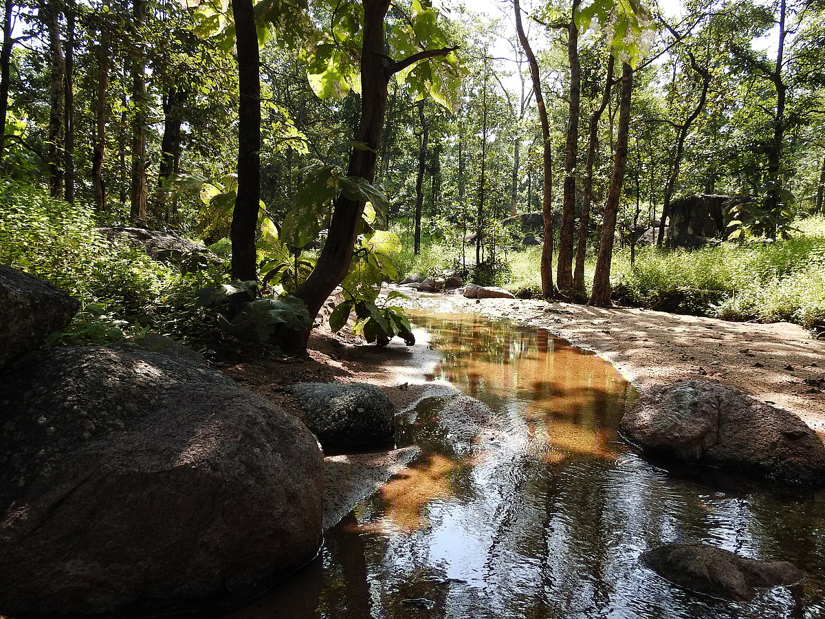 <div class="paragraphs"><p>A forest stream through central India. (Photographer: Neha Sinha)</p></div>