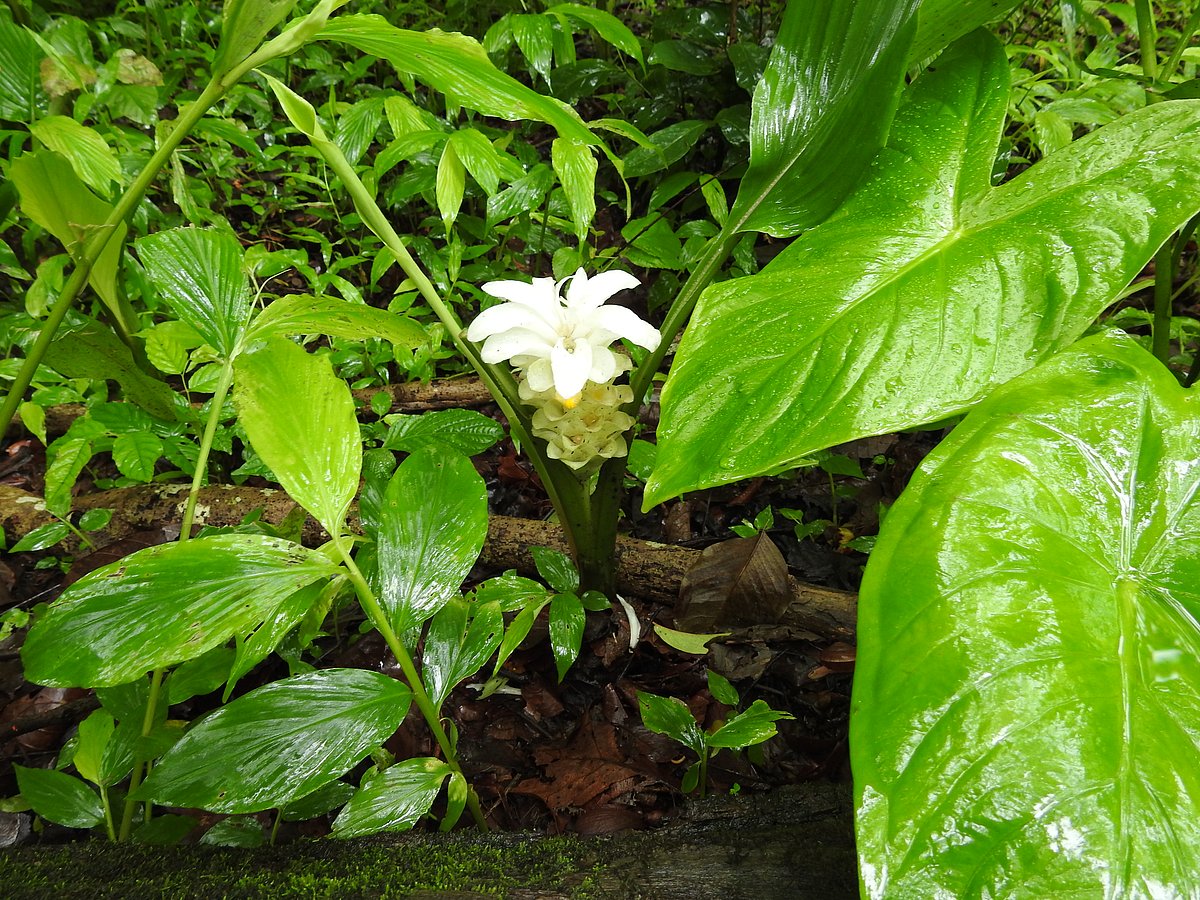 <div class="paragraphs"><p>The lush forest floor after the rains - each inch occupied by plants, flowers and fungus. (Photographer: Neha Sinha)</p></div>