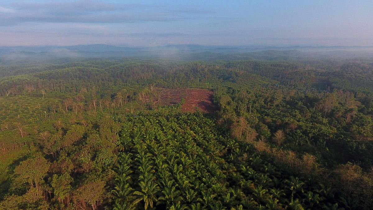 <div class="paragraphs"><p>Aerial view of a Palm oil tree plantation in Borneo, Indonesia. (Photographer: Dimas Ardian/Bloomberg)</p></div>