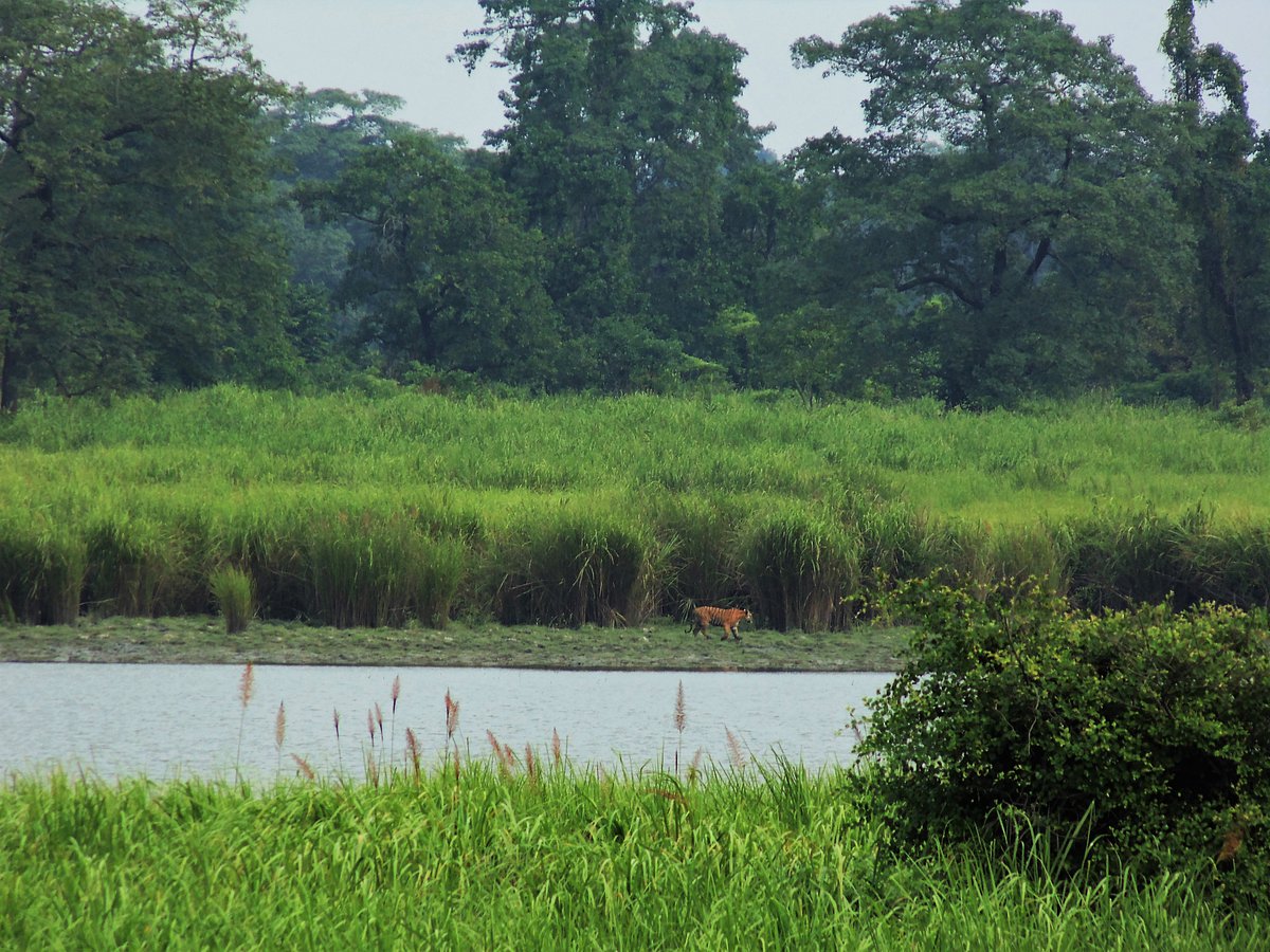 <div class="paragraphs"><p>A tiger in Kaziranga, a moist grassland and forest area in Assam. (Photograph: Neha Sinha)</p></div>