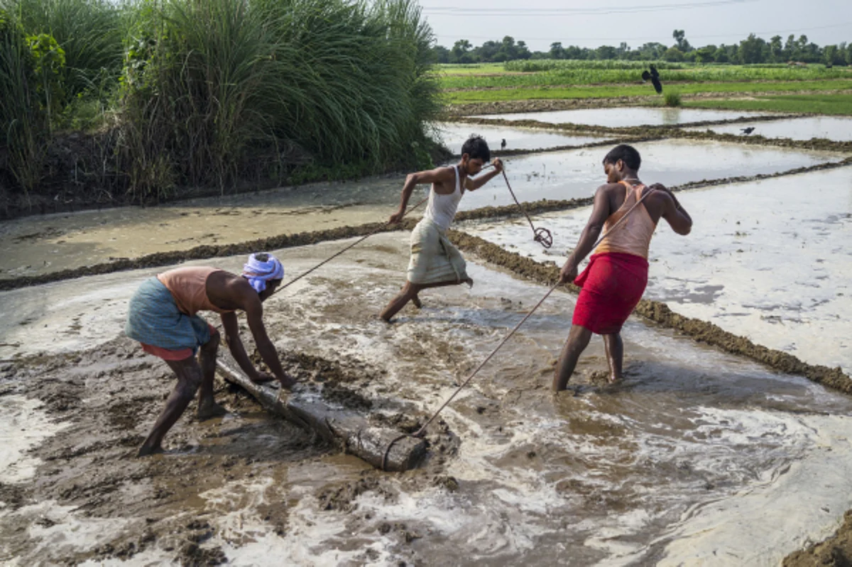 <div class="paragraphs"><p>Farmers use a log to till a field in Raghopur, Bihar. (Photographer: Prashanth Vishwanathan/Bloomberg)</p></div>