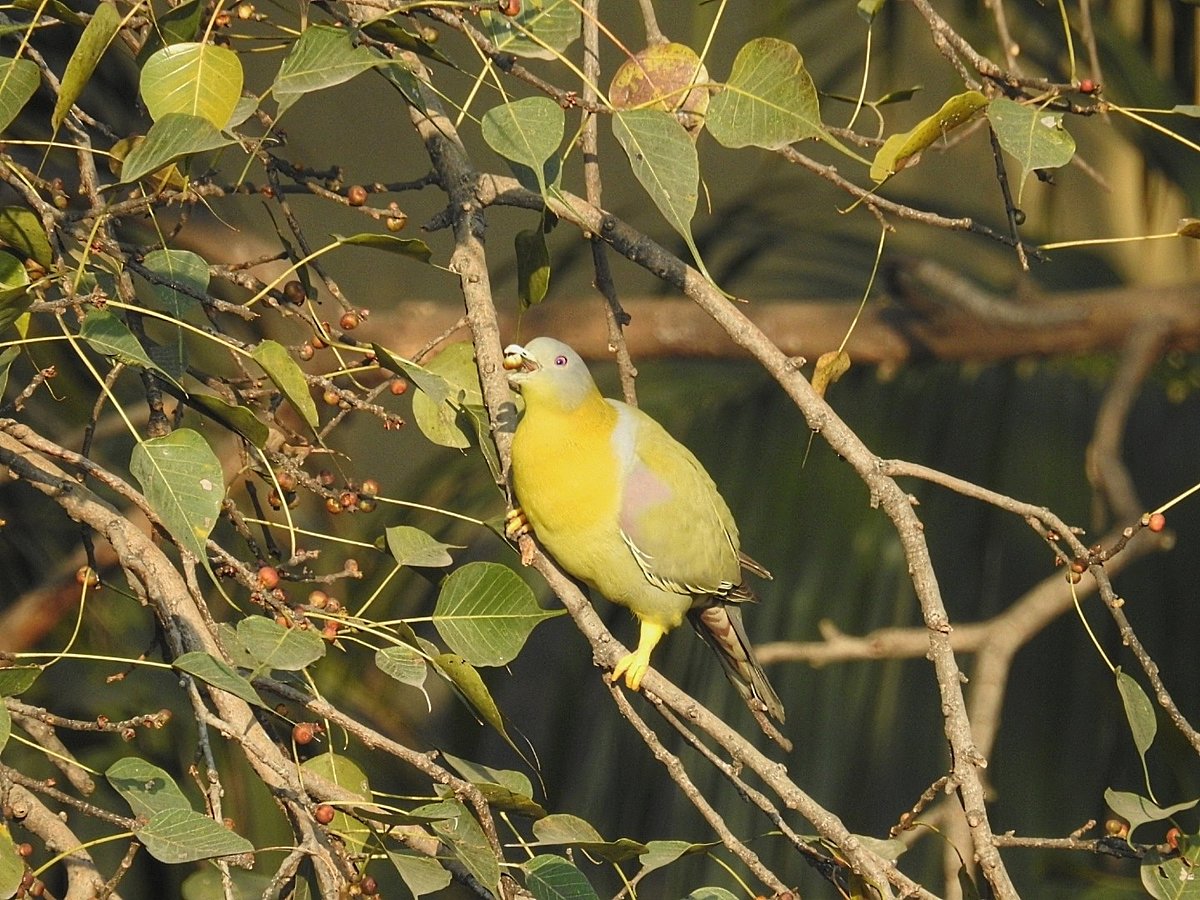 <div class="paragraphs"><p>A hariyal or Yellow-footed green pigeon gobbles peepal figs. (Photographer: Neha Sinha)</p></div>