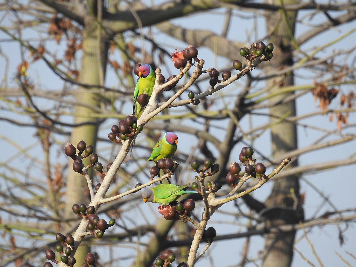 <div class="paragraphs"><p>Plum-headed parakeets look for breakfast. (Photographer: Neha Sinha)</p></div>