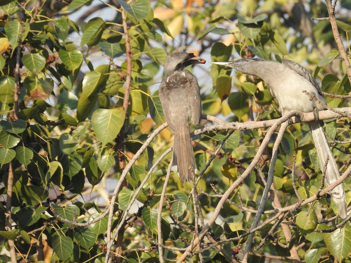 <div class="paragraphs"><p>A male grey Hornbill feeds peepal figs to his mate. (Photographer: Neha Sinha)</p></div>