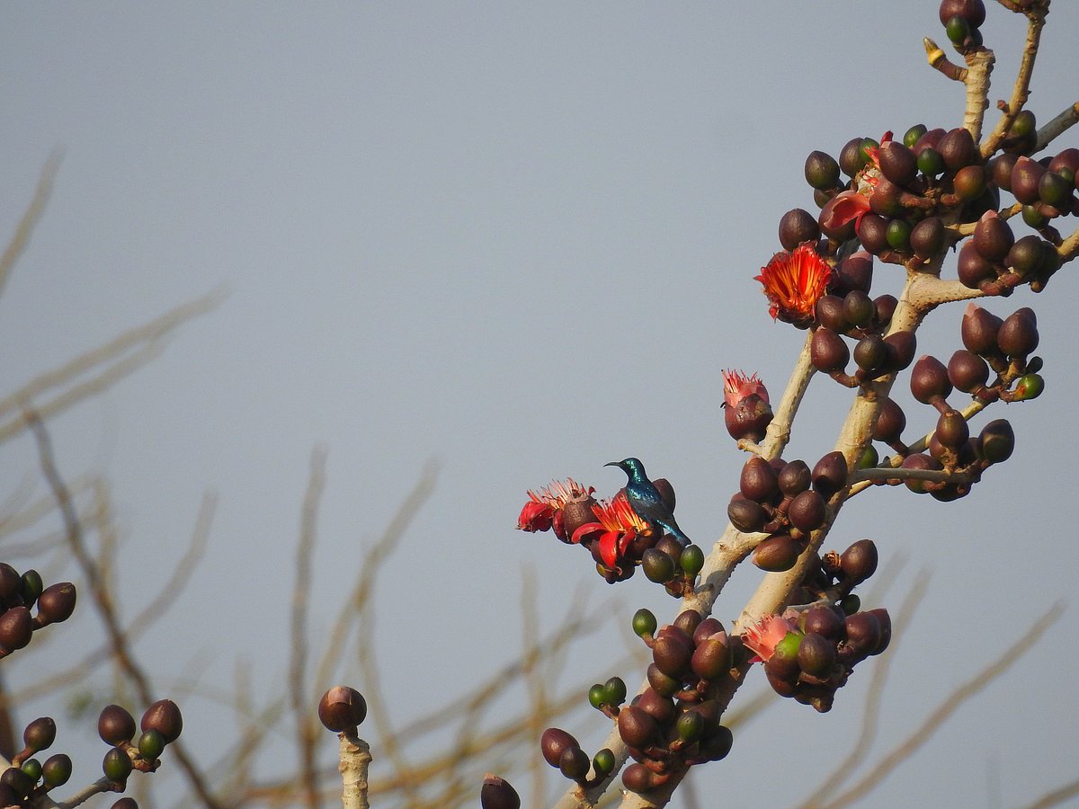<div class="paragraphs"><p>A purple Sunbird, in brilliant breeding plumage, shines in the morning sun. (Photographer: Neha Sinha)</p></div>