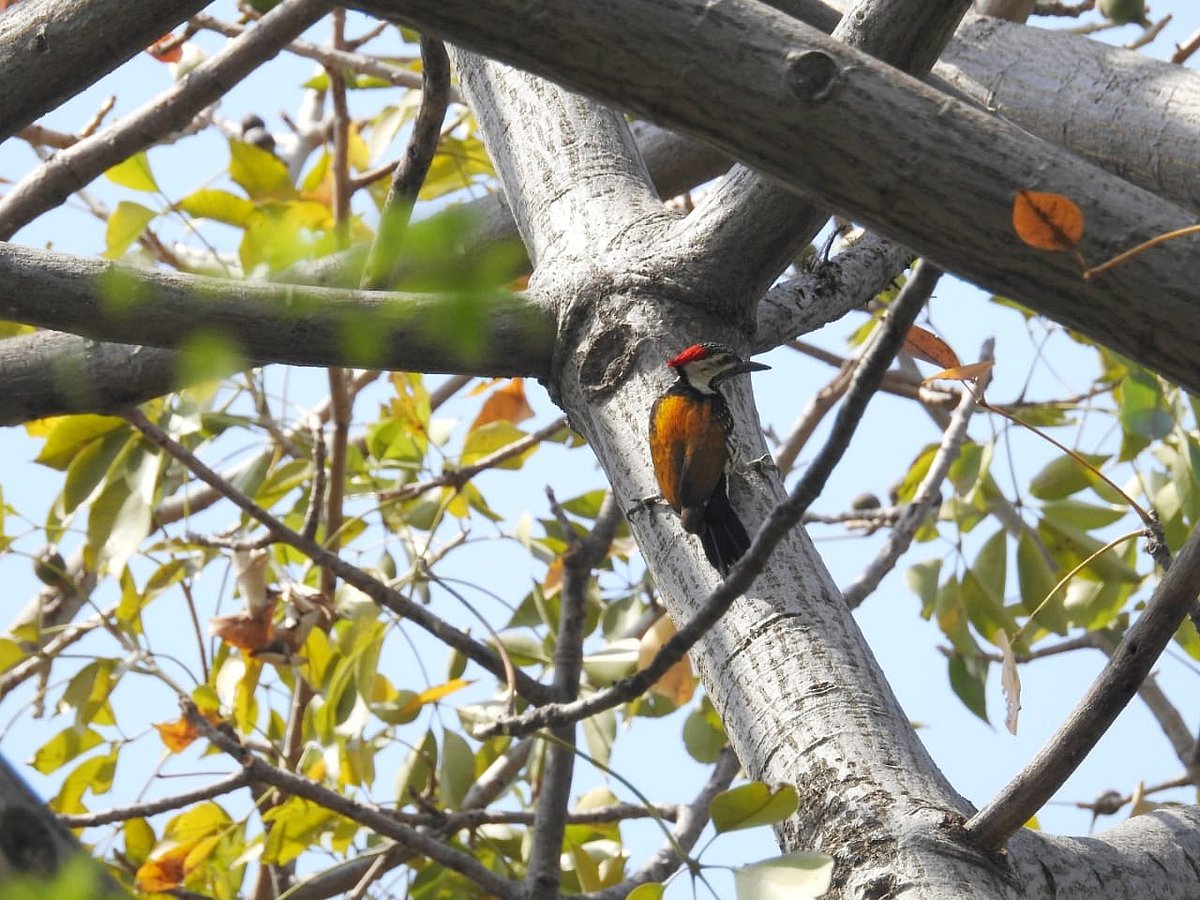 <div class="paragraphs"><p>A woodpecker on a semal tree in a park in Delhi.&nbsp;(Photographer: Neha Sinha)</p></div>
