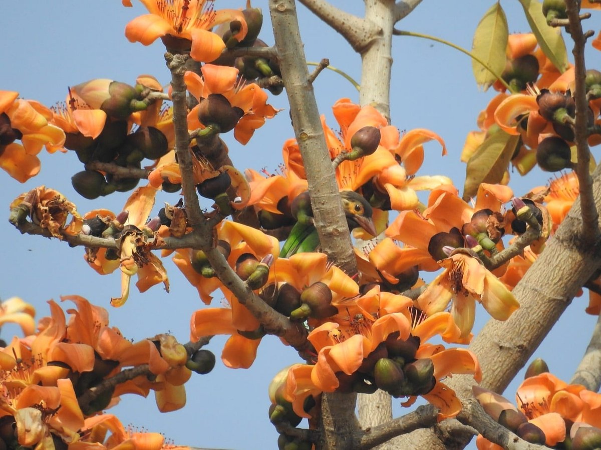 <div class="paragraphs"><p>A brown-headed barbet on orange semal flowers at Moti Bagh, Delhi. (Photographer: Neha Sinha)</p></div>