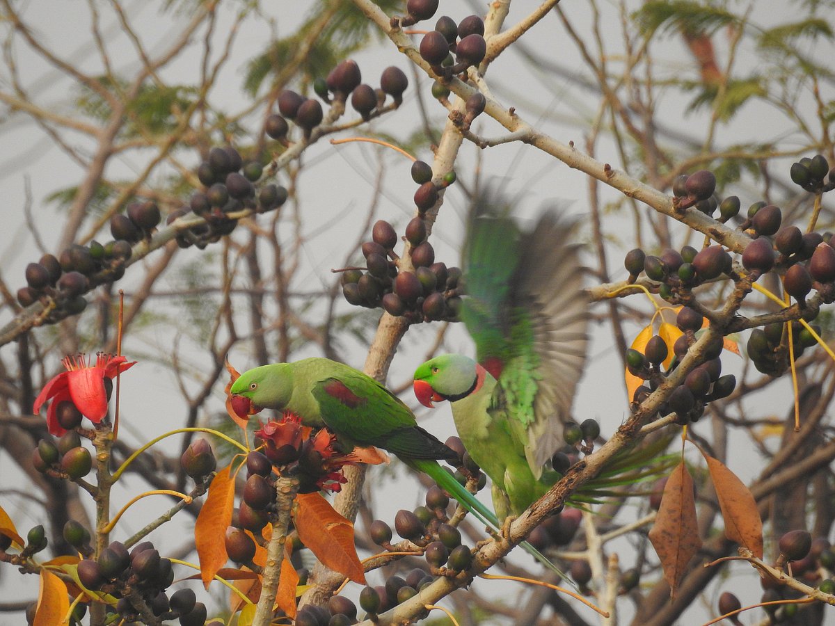 <div class="paragraphs"><p>A pair of Alexandrine parakeets feeds on semal flowers.&nbsp;(Photographer: Neha Sinha)</p></div>