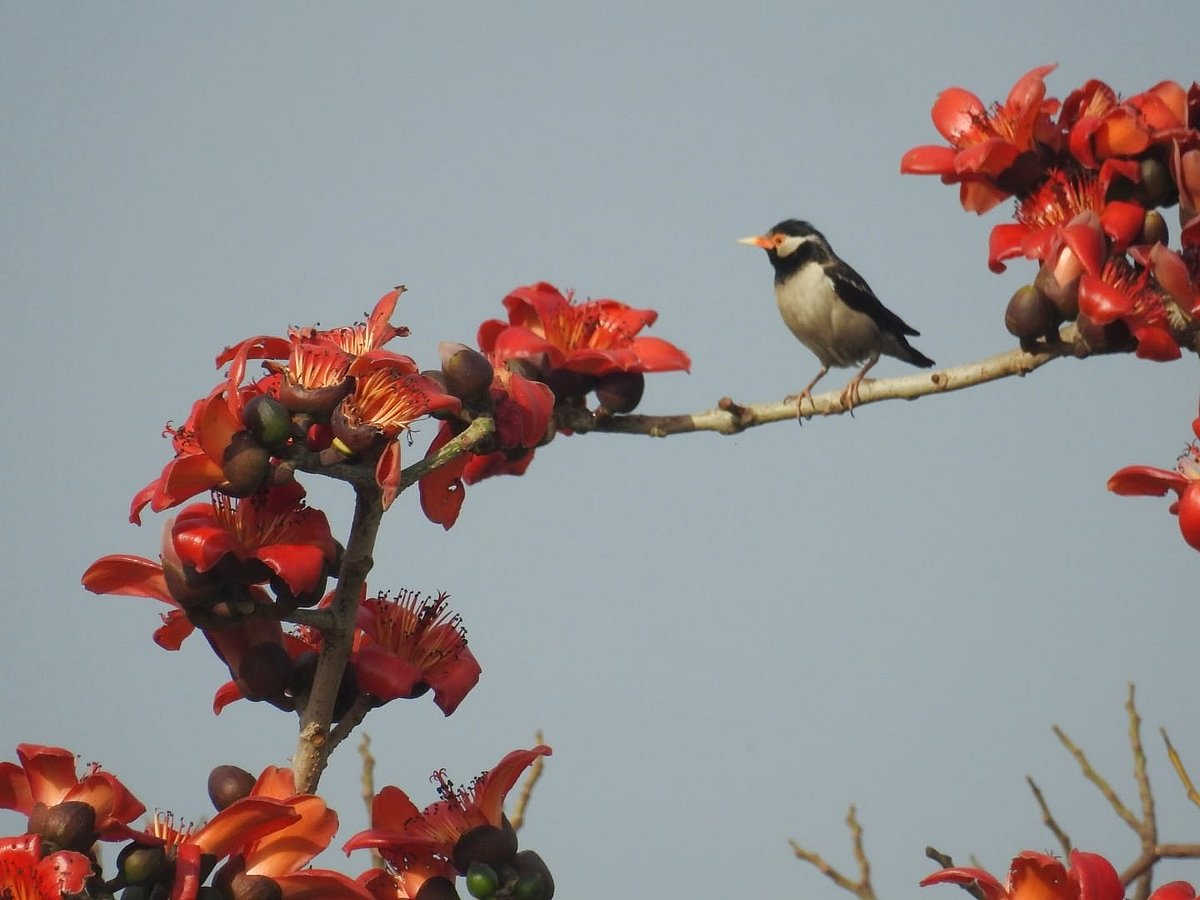 <div class="paragraphs"><p>A pied myna perches on a flowering branch. (Photographer: Neha Sinha)</p></div>