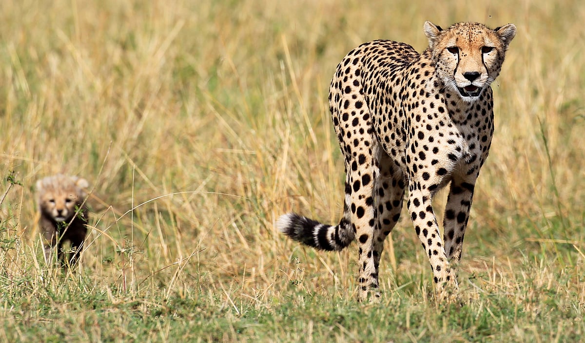 <div class="paragraphs"><p>A cheetah and her cub walk on the plains in Masai Mara game reserve. (REUTERS/Thomas Mukoya)<br></p></div>