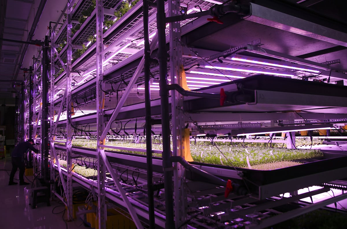 Mixed greens grow at the AquaVerti Farms vertical farming facility in Montreal, Canada.Photographer: Christinne Muschi/Bloomberg