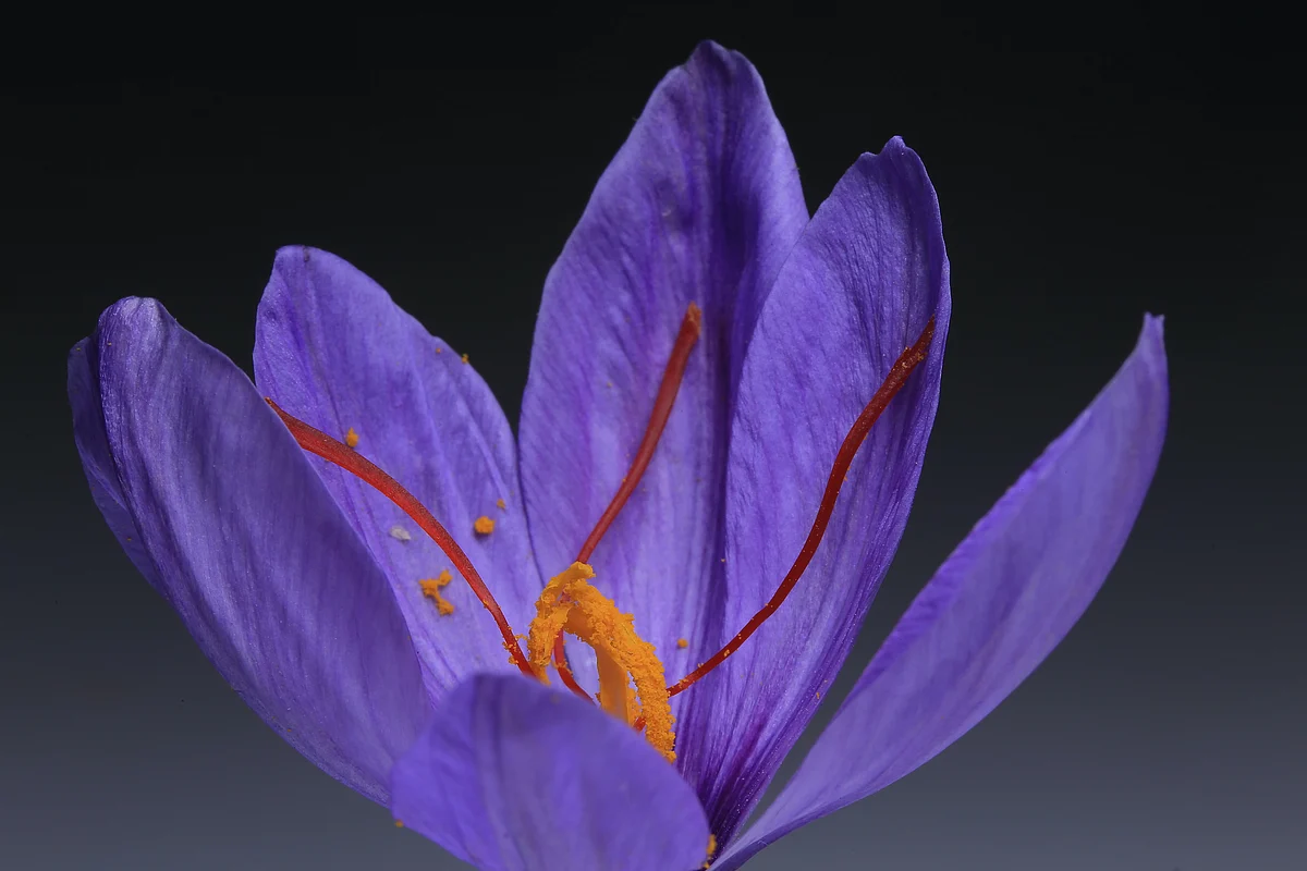 <div class="paragraphs"><p>Saffron flower. (Photo: Benyamin Bohlouli/Unsplash)</p></div>