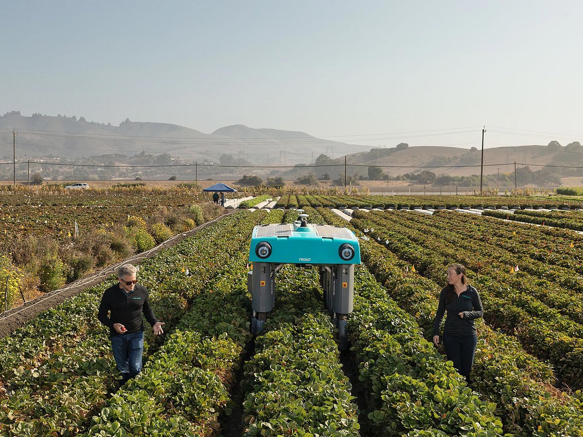 A Mineral rover in a Driscoll’s strawberry field outside Watsonville, California.