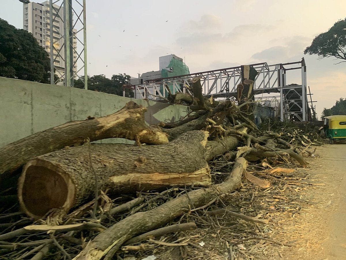 <div class="paragraphs"><p>Felled trees. (Photo: Priya Ramani)</p></div>