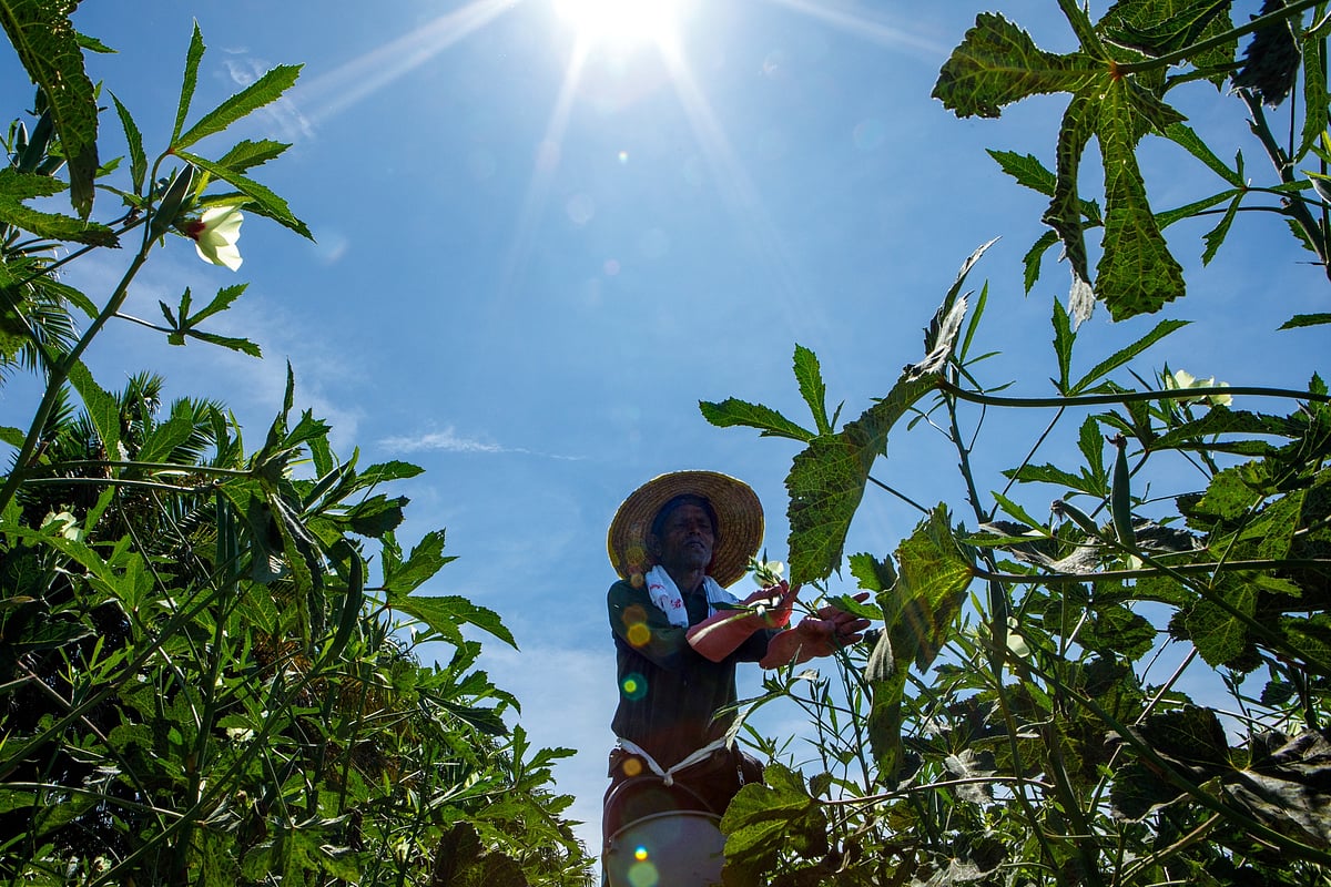 A farmer collects okra during the ongoing Southwest Monsoon season in Selangor, Malaysia, on May 20.Photographer: Samsul Said/Bloomberg