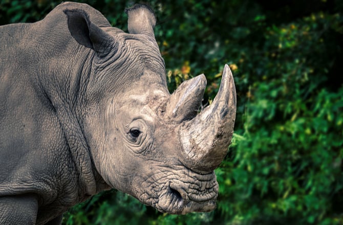 <div class="paragraphs"><p>Black Rhino picture used for representational purpose. Pic/Canva</p></div>
