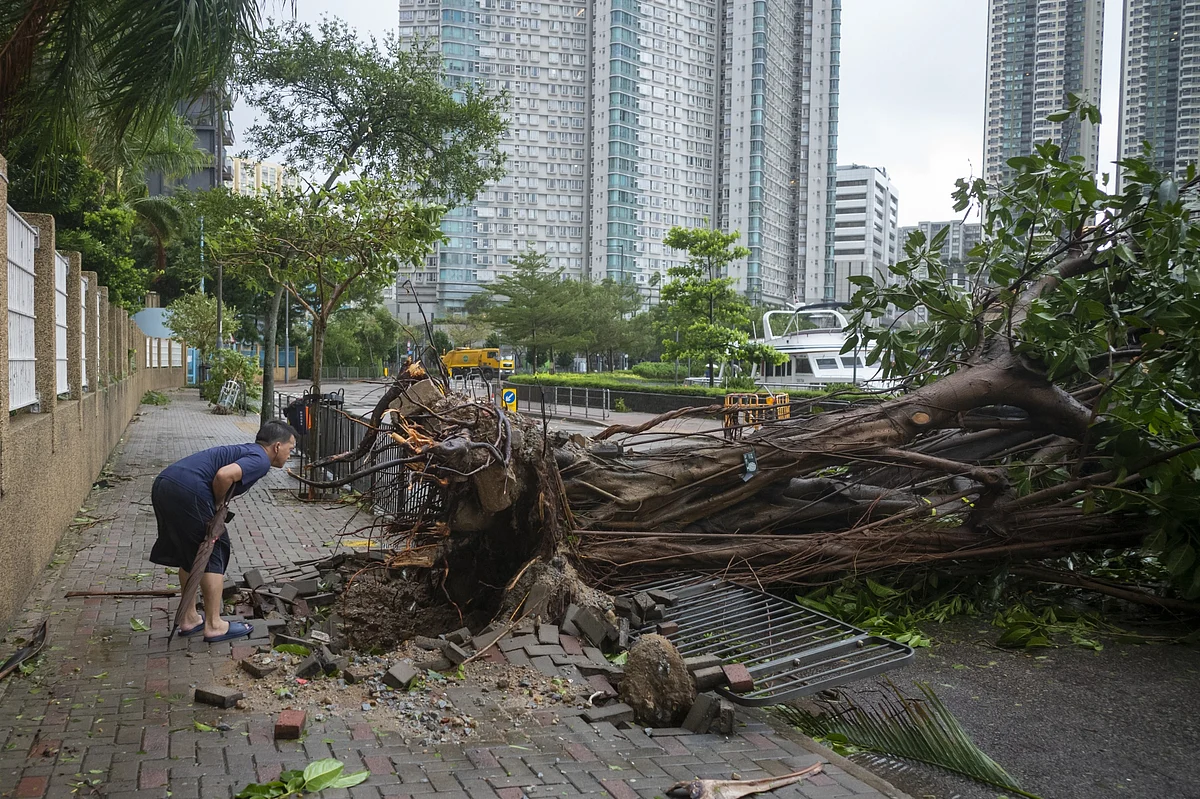 A fallen tree following Super Typhoon Saola in Hong Kong on Sept. 2.Photographer: Justin Chin/Bloomberg