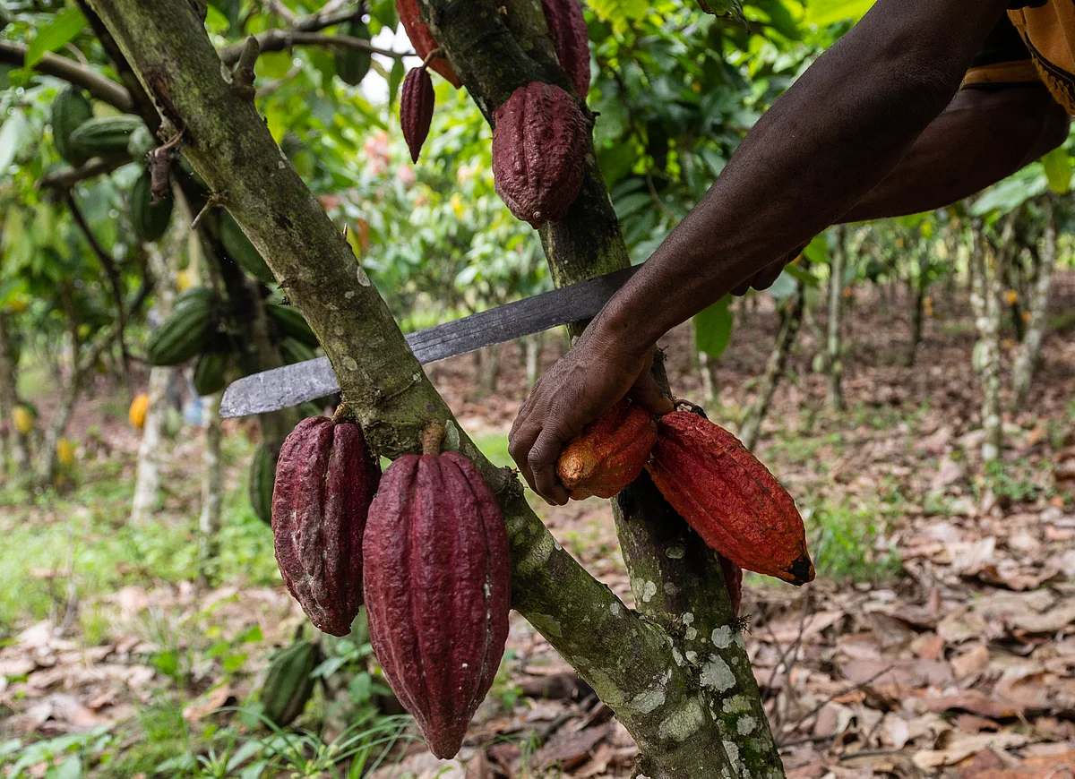 Cocoa pods are harvested in Azaguie, Ivory Coast. African cocoa farmers have faced higher costs and shortages of fertilizers and pesticides.Photographer: Andrew Caballero-Reynolds/Bloomberg