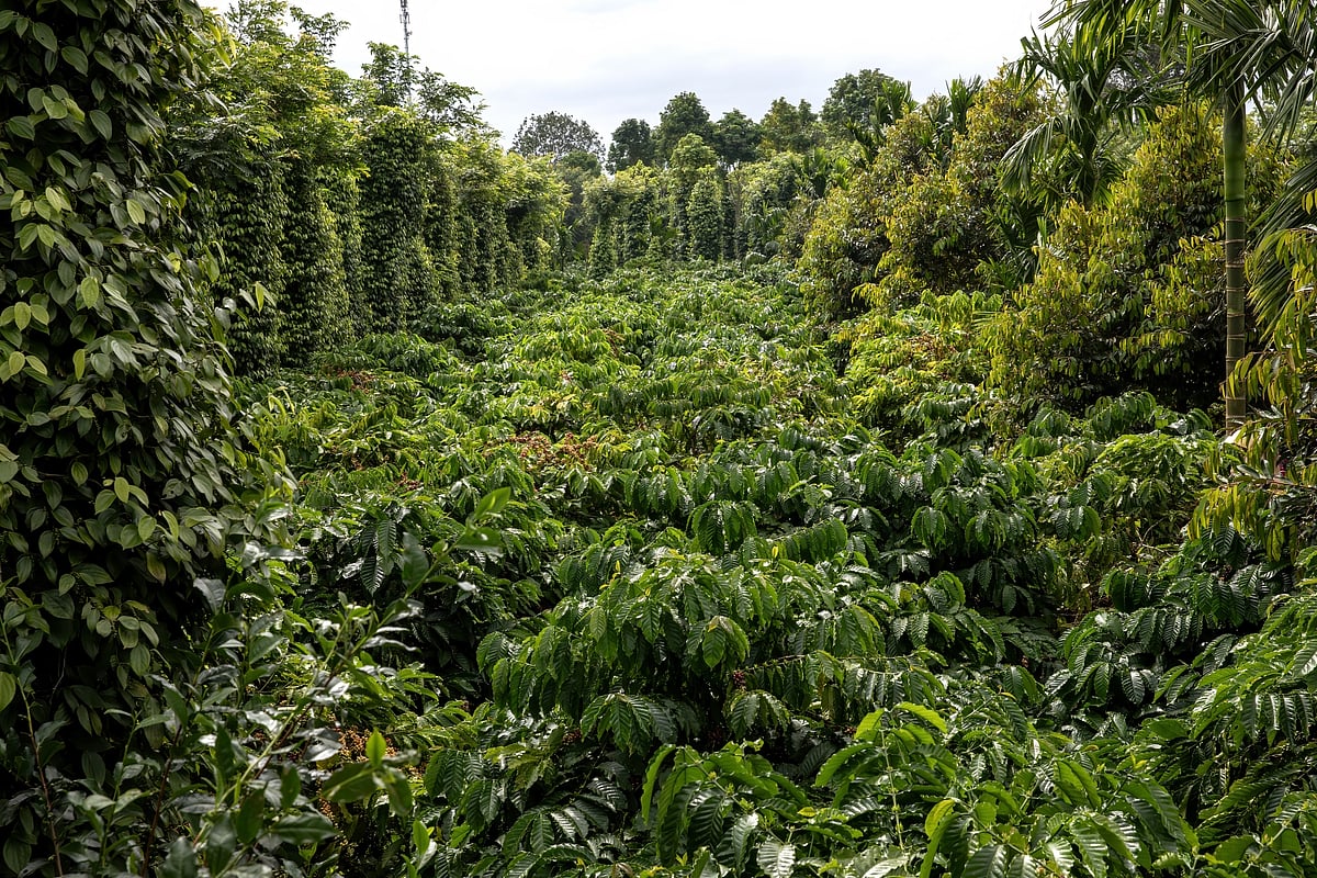 A coffee farm in Buon Ma Thuot, in November.Photographer: Maika Elan/Bloomberg
