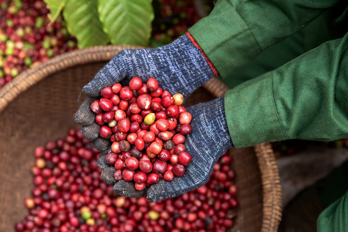 Coffee cherries at a farm in Buon Ma Thuot.Photographer: Maika Elan/Bloomberg