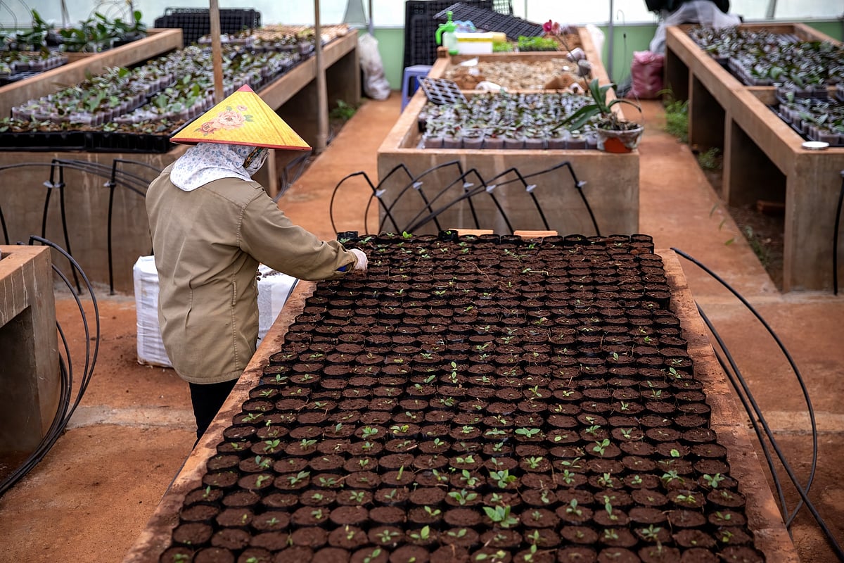 Coffee seedlings in the greenhouse at the WASI center.Photographer: Maika Elan/Bloomberg
